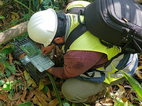 Cuidado de fauna en la construcción de infraestructura